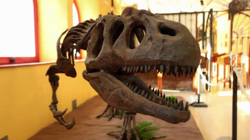 Museo Paleontológico de Estepona